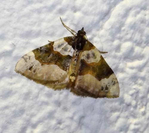 Réf. 283 761 : Cosmorhoe ocellata